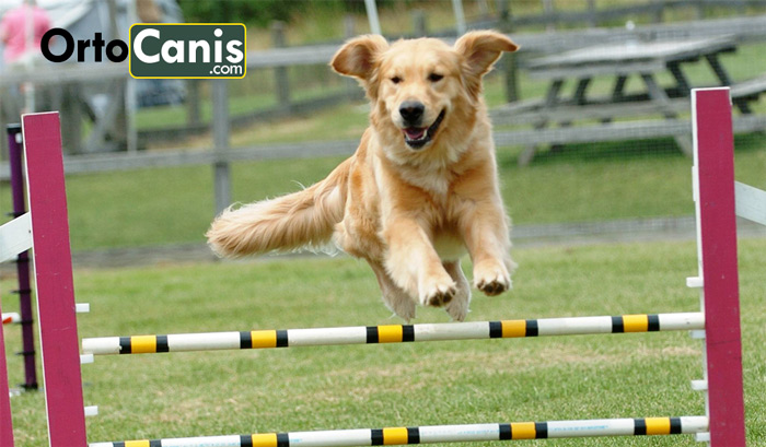 Lesión perro deporte