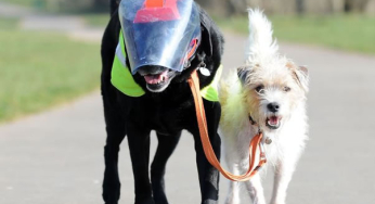 Loyal dog devient le chien guide de votre ami aveugle