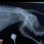 Röntgenhund mit Frakturen