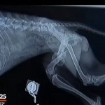 x-ray dog with fractures