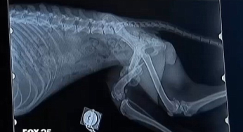 Hernia discal en perros