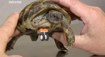 Little turtle walks again thanks to a Lego prosthesis.