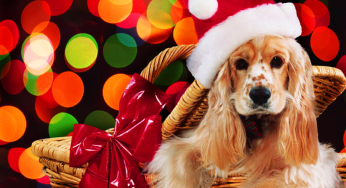 Adopting a dog at Christmas