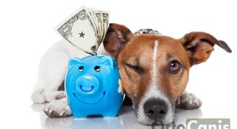 How to reduce dog expenses