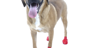 the dog boots