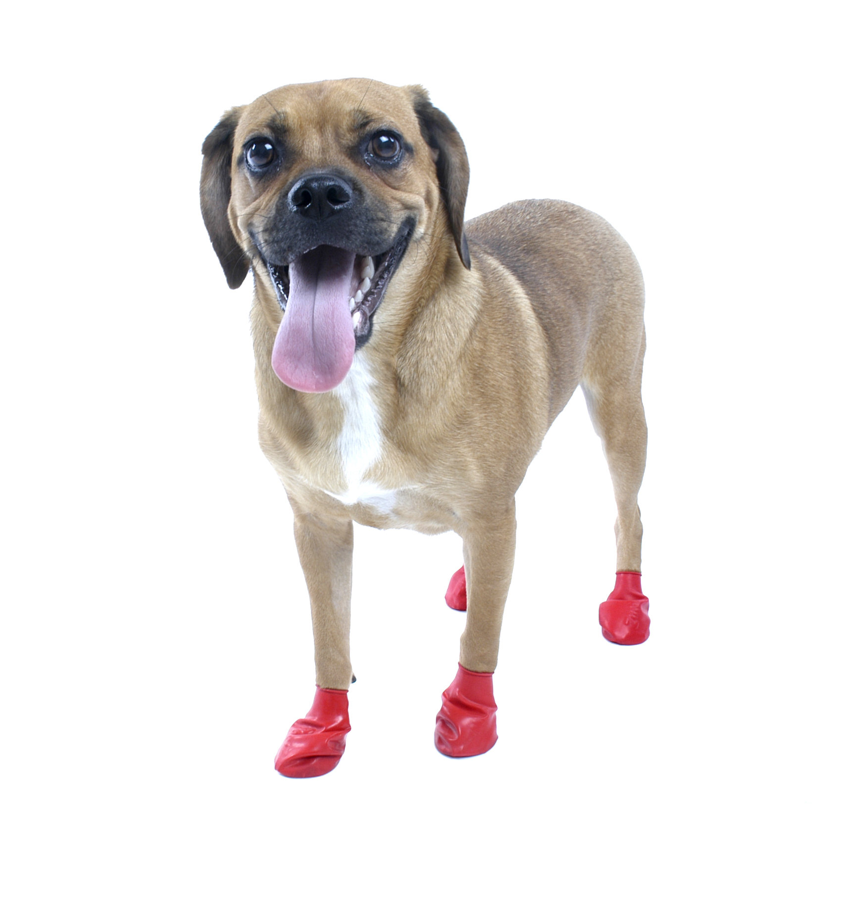 Botas para perro de caucho