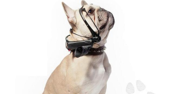 Un aparato que traduce los pensamientos de los perros en palabras