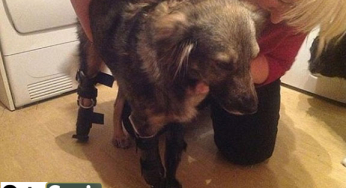 Glory, a one-legged dog, gets his three prosthetics