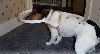 A “cane” for a blind dog