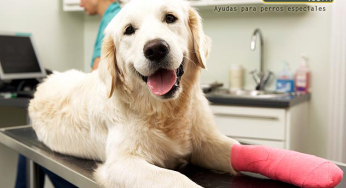 How to take care of your dog’s bandage
