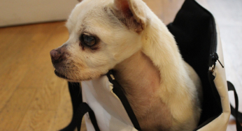 Jumbo, a blind dog with history.