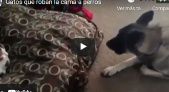 Gatos que roban la cama a perros