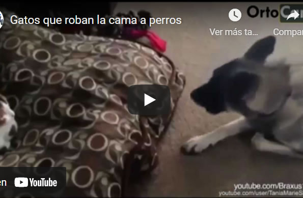 Porqué utilizar un colchón ortopédico en perros mayores - Perros siempre en  movimiento