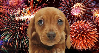 How to act in the face of fear of your dog’s firecrackers?