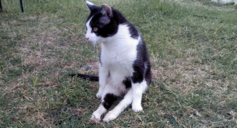Gustavo el gato paralítico