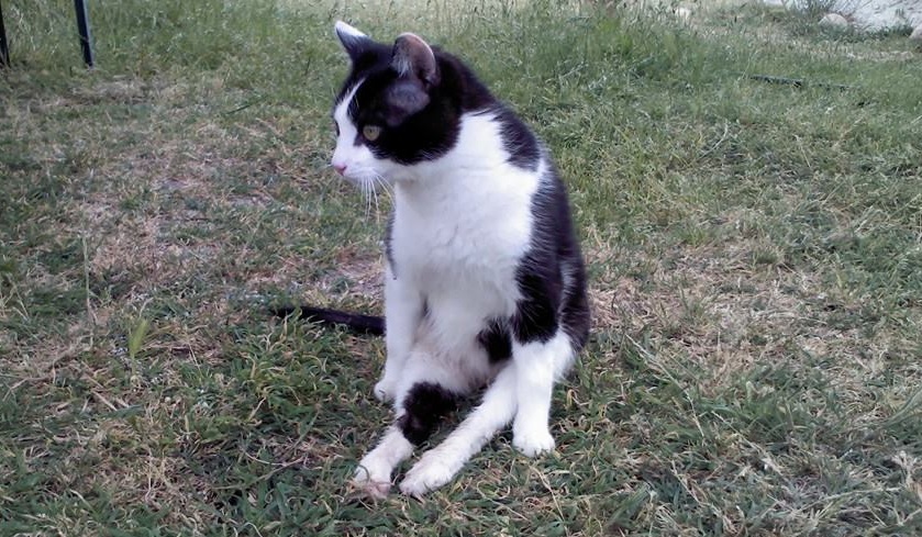 Gustavo gato paralítico