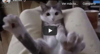 The funniest cats on the internet
