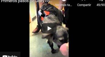 Glory, una perrita con una sola pata