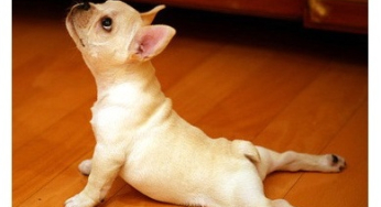 The Feldenkrais method in dogs