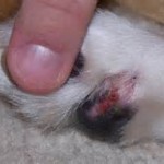 Herida en la pata del perro