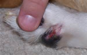 Herida en la pata del perro