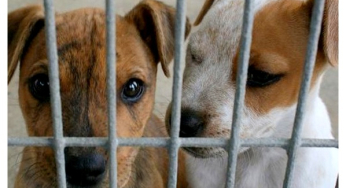 Progress in animal protection regulations