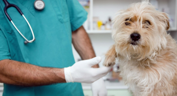Physiotherapy for dogs: when it is necessary to apply it