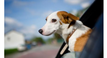 Qué necesito saber para viajar con mi perro o gato