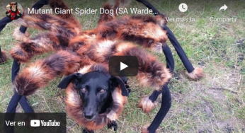 Do you get bored with your dog? then make him a spider suit and…