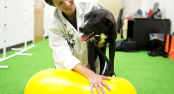 The importance of rehabilitation in dogs