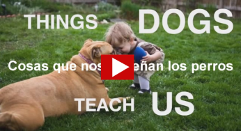 Aprende a ser más perro