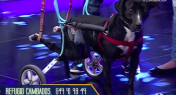 Se regala amor incondicional en silla de ruedas