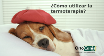 ¿Cómo utilizar la termoterapia en perros?