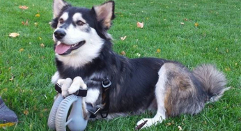 The new life of Derby, a dog with prostheses made with a 3D printer