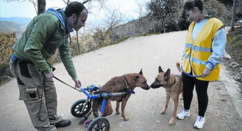 El Código Penal incluirá penas más duras por maltrato animal