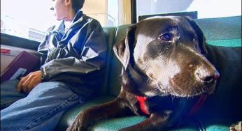 Dog that to go to the park takes the bus alone