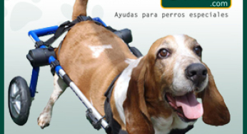 ¿Cómo hacer un carrito para perro paralítico?