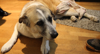 Buika, una perrita paralítica