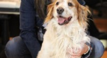 Duc, a dog with torn knee ligaments and something else…