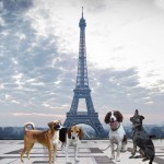 Perros Francia