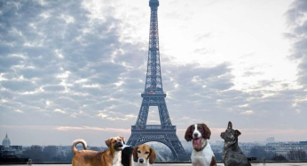 Francia otorga a los animales de compañía derechos como seres vivos