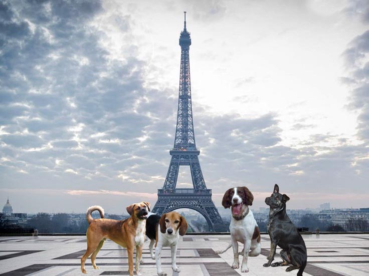 Perros Francia