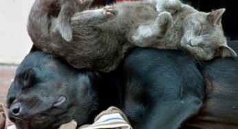 Música relajante para perros y gatos
