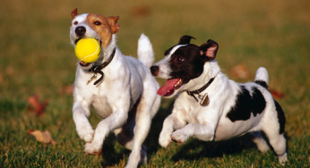 Barcelona will create more play areas for dogs