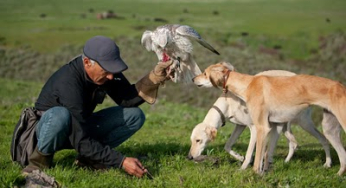 Reflections on the evolution of the dog