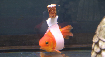 Wheelchair for fish?