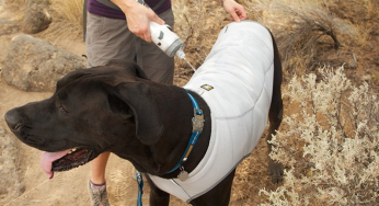 Heat stroke is a veterinary emergency