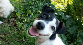 Hope: A Story of a Paralyzed Dog with a Happy Ending