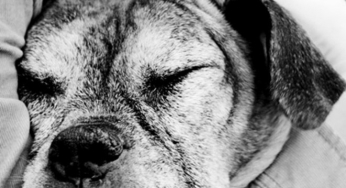Diez poderosas razones para adoptar un perro anciano