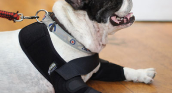 Le cinque chiavi per avere un cane sano e felice a casa